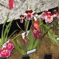 Santa Barbra Orchids Show-2014 - 11