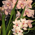 Santa Barbra Orchids Show-2014 - 17