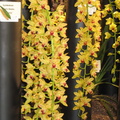 Santa Barbra Orchids Show-2014 - 18