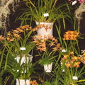 Santa Barbra Orchids Show-2014 - 29
