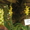 Santa Barbra Orchids Show-2014 - 31