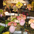 Santa Barbra Orchids Show-2014 - 32
