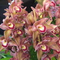 Santa Barbra Orchids Show-2014 - 19