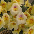 Santa Barbra Orchids Show-2014 - 24