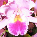 Santa Barbra Orchids Show-2014 - 21