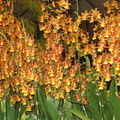 Santa Barbra Orchids Show-2014 - 23