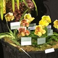 The 71st annual Santa Barbara International Orchid Show