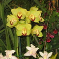 Santa Barbra Orchids Show-2014 - 35