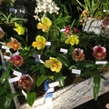 The 71st annual Santa Barbara International Orchid Show