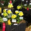 The 71st annual Santa Barbara International Orchid Show