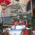 Las Vegas Celebrating Chinese New Year