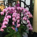 The 71st annual Santa Barbara International Orchid Show