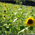 20131123-Sunflower