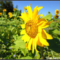 20131123-Sunflower