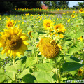 20131123-Sunflower