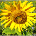 20131123-Sunflower