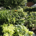 我的菜園2013年夏