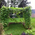 我的菜園2012
