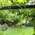 我的菜園2012