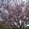 上元宮櫻花