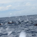 龜山島賞鯨