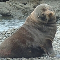 海豹 Seal
