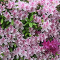 臥房外的窗檯下，盡職的杜鵑花，每春總是如此的花團錦簇！
