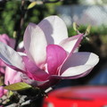 辛夷花學名叫 Magnolia 又叫木蘭