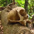 在森林中被遺忘的頭顱,它曾是什麼樣的生命？被遺留在這覆蓋寂靜的角落？