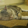 冷氣房養的小肥貓,看起來睡得太舒服了