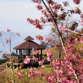 合歡山/武陵山/福壽山/清境農場