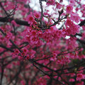 桃園高鐵附近櫻花