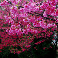 桃園高鐵附近櫻花