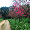 虎頭山櫻花