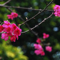 虎頭山櫻花