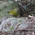 黃胸藪鳥
