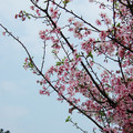 淡水天元宮櫻花