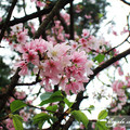 淡水天元宮櫻花