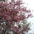 淡水天元宮櫻花
