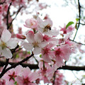 淡水天元宮櫻花