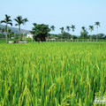 台東‧美麗的稻田