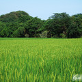 台東‧美麗的稻田