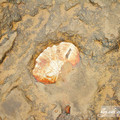 野柳 - 貝殼化石
