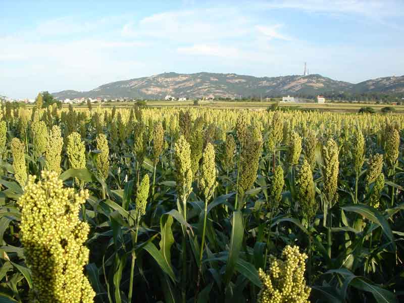 日本東京,伊豆半島,日本溫泉,日本伊豆,日本東京旅遊 日本東京旅遊首選!伊豆半島的山城溫泉會館,為日本伊豆頗具盛名百年日本溫泉旅宿