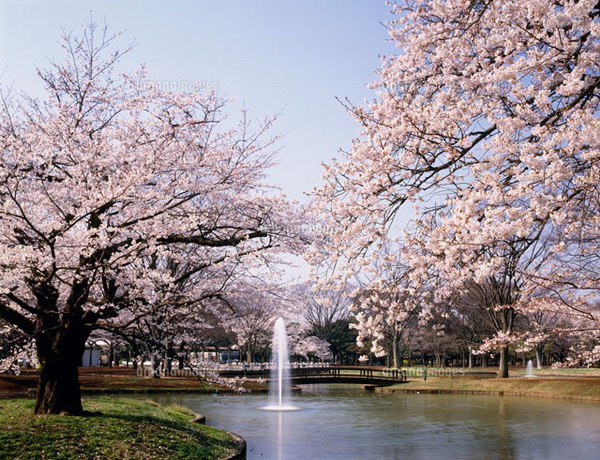 日本東京旅遊首選！伊豆半島的山城溫泉會館，為日本伊豆頗具盛名百年日本溫泉旅宿