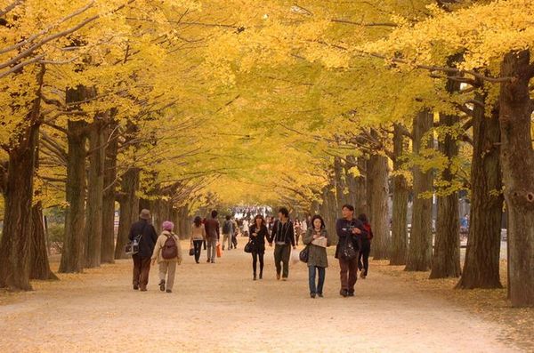 日本東京旅遊首選！伊豆半島的山城溫泉會館，為日本伊豆頗具盛名百年日本溫泉旅宿