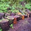 2020_巨樹 Logging