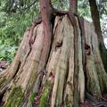 2020_巨樹 Logging