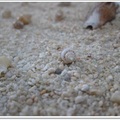 海裡來的沙
