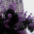 大花紫薇的繁華之一